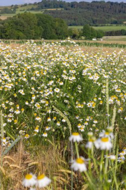 papatya veya papatya çiçek mavi gökyüzü altındaki Mısır alanında Güney Almanya'nın kırsal kırsalında yaz güneş günü