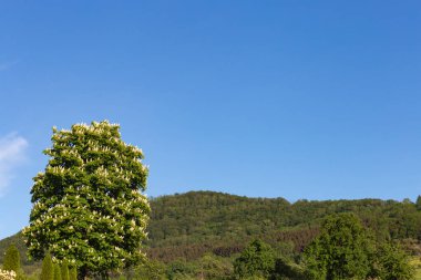 bahar mavi gökyüzü güney Almanya kırsal kesimde, çiçek açan limetree