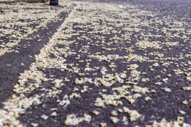 LimeTree dalları ve ilkbahar Güney Almanya'da çiçeği