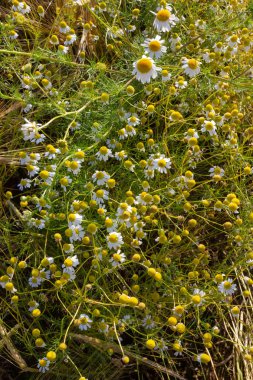 papatya veya papatya çiçek mavi gökyüzü altındaki Mısır alanında Güney Almanya'nın kırsal kırsalında yaz güneş günü