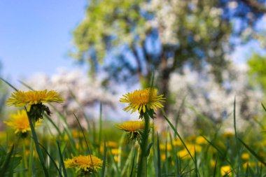 ağaç bahar kırsal kırsal Güney Almanya'nın yeni gelişen mavi gökyüzü karahindiba ve elma