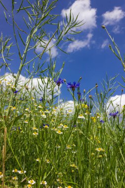 Peygamber çiçeği ve camille Güney Almanya'nın kırsal kırsal alanında buğday