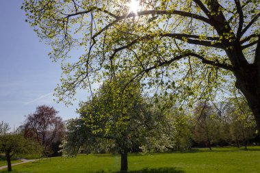 Park ağaçlar ve dalları ile yeşillik sprintime güneşli güney Almanya mutlu tarihi şehir ve sıcak Güney rüzgarları