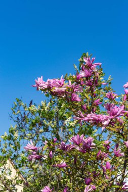 Manolya yeşillik çiçek güzel mavi gökyüzünde bahar güneşli mutlu tatil, Güney Almanya kırsal kırsal üzerinde
