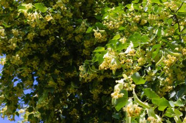 Ihlamur ağacı çiçeği mavi gökyüzü güneşli bir tarihsel bir parkta