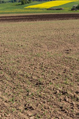 tecavüz alanlar ve acricultural acre manzara Güney Almanya'da bahar güneşli gün