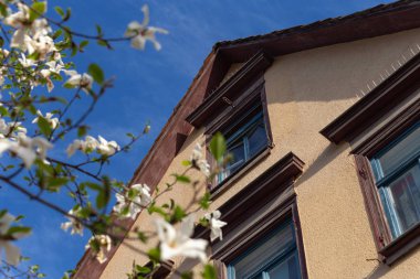 Bahar çiçeği şube Güney Almanya mutlu tatil rahatlatıcı tarihi şehir içinde şehir cepheler üzerinde ağacının sıcak güneşin tadını çıkarın