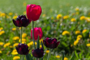 Güney Almanya kırsal Bahar Çiçeği yeşil çayır güneş mutlu günü