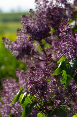 Güney Almanya kırsal Bahar Çiçeği yeşil çayır güneş mutlu günü