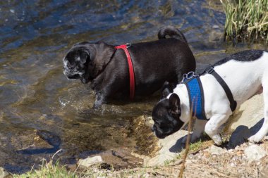 Adelheid ve riverside Doğu tatil güneş ışığı üzerinde oynayan dogfriend adında pug mops