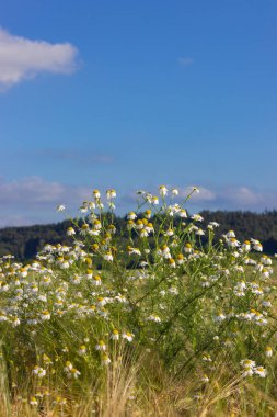 papatya veya papatya çiçek mavi gökyüzü altındaki Mısır alanında Güney Almanya'nın kırsal kırsalında yaz güneş günü