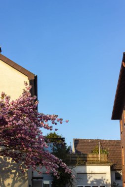 kiraz ağacı Bahar çiçeği, stuttgart yakınındaki güney Almanya şehrinde şehir parkı