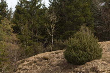 ağaçlar ve dalları Paskalya bahar tatil güneşli mavi gökyüzü sabah Güney Almanya kırsal kırsal kesimde yolculuk tutkusu