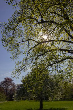 Park ağaçlar ve dalları ile yeşillik sprintime güneşli güney Almanya mutlu tarihi şehir ve sıcak Güney rüzgarları