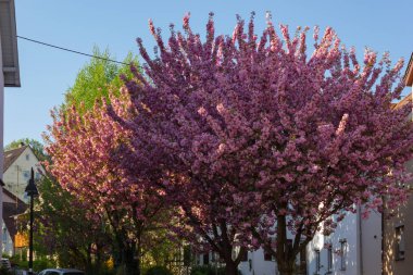 Güney Almanya kırsal bahar kırsalında çiçek açması badem ağacı