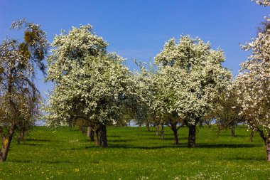 elma ağacı ile ufuk mavi gökyüzü güneşli bahar elma çiçeği yeşil çim gün çiçeği