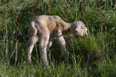 Anne koyun Güney Almanya güneşli akşamları bahar çayırda doğumdan sonra yeni doğan kuzu
