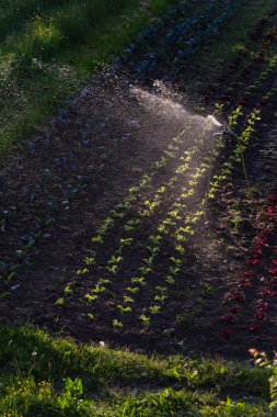 Güney Almanya'da sebze alan sulama bahar güneşli gün