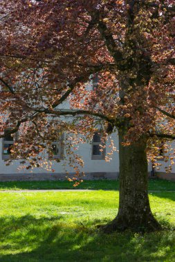 Park ağaçlar ve dalları ile yeşillik sprintime güneşli güney Almanya mutlu tarihi şehir ve sıcak Güney rüzgarları
