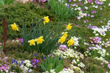 yeşil çim mutlu iyimser bakmak Güney Almanya'da Doğu bahar çiçekleri