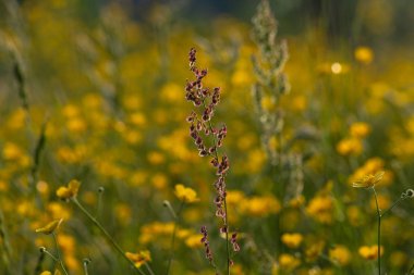 alan buttercup çiçekler bahar gündoğumu sabah ruh Güney Almanya'da, çayır çiçek açması