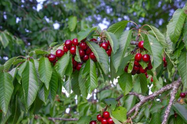 kiraz kırmızı meyve ağacı Güney Almanya orchard kırsal kırsal kesimde bahar dalı