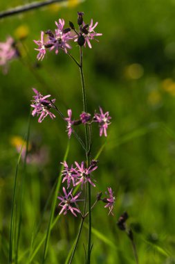 Eflatun çiçekler bahar gündoğumu sabah ruh Güney Almanya'da, çayır çiçek açması