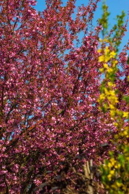 Güney Almanya'da mavi gökyüzü güneşli güzel güçlü Bahar çiçeği