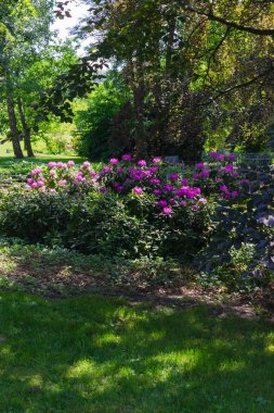 Güney Almanya bahar günü tarihi şehir parkında pembe HORTENSIA