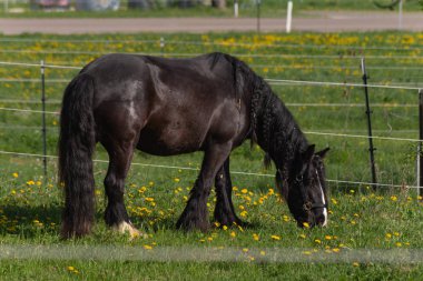 bahar taze yeşil alan Frizce siyah ata