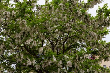 LimeTree dalları ve ilkbahar Güney Almanya'da çiçeği