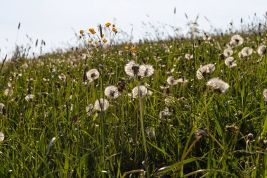 sprimgtime çayır bitki ve tohum Güney Almanya'nın kırsal kırsal kesimde