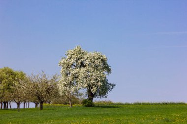 elma ağacı ile ufuk mavi gökyüzü güneşli bahar elma çiçeği yeşil çim gün çiçeği
