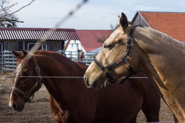 kahverengi ve beyaz at üzerinde bir padok ne zaman Güney Almanya kırsal kırsal kesimde güneş parlıyor