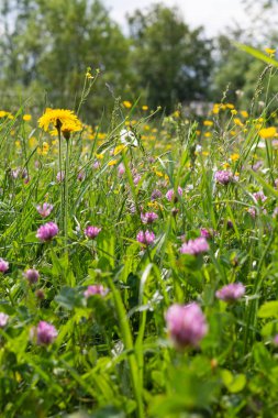 sprimgtime çayır çiçeği Güney Almanya'nın kırsal kırsal kesimde