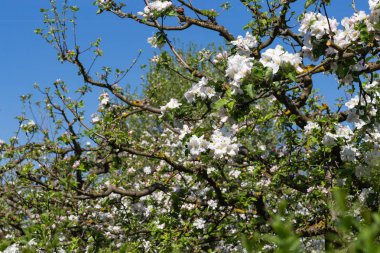 Güney Almanya kırsal güzel mavi gökyüzü güneşli bahar Nisan tatil üzerinde Appletree yeşillik çiçek