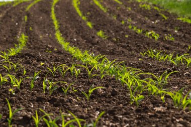 Genç Mısır bitki ve Güney Almanya kırsal kırsal bahar Mayıs güneşli sabah alanında