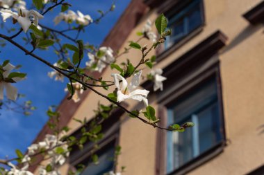 Bahar çiçeği şube Güney Almanya mutlu tatil rahatlatıcı tarihi şehir içinde şehir cepheler üzerinde ağacının sıcak güneşin tadını çıkarın