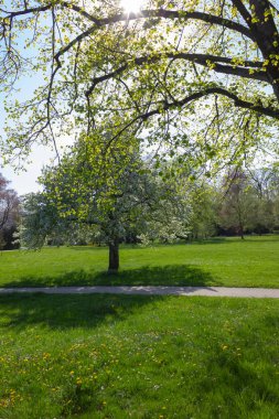 Park ağaçlar ve dalları ile yeşillik sprintime güneşli güney Almanya mutlu tarihi şehir ve sıcak Güney rüzgarları