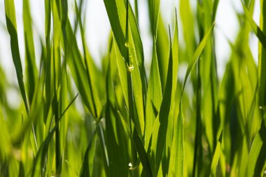 Güney Almanya bahar güneşli mavi gökyüzü gün alanında genç Mısır bitki