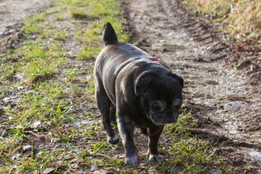 Pug mops kış yapıyor adelheid adlı Ocak ayında Güney Almanya park alıştırmada güneş