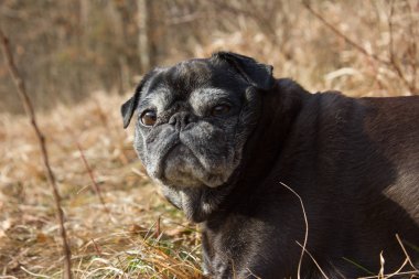adlandırılmış adelheid Ocak ayında kış güneşi rahatlatıcı Güney Almanya park alan yapıyor Pug mops