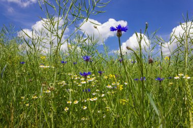 Peygamber çiçeği ve camille Güney Almanya'nın kırsal kırsal alanında buğday