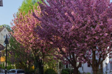 Güney Almanya kırsal bahar kırsalında çiçek açması badem ağacı