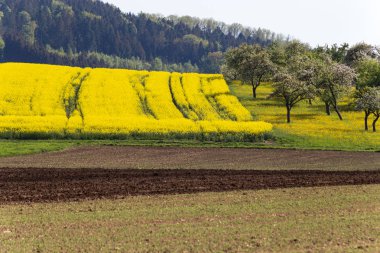 tecavüz alanlar ve acricultural acre manzara Güney Almanya'da bahar güneşli gün