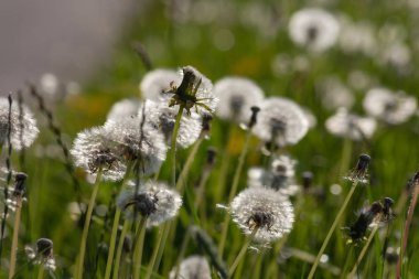 Güney Almanya kırsal kırsal bahar çayırda karahindiba tohum