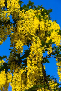 Bahar çiçeği Güney Almanya'da bir bikeway kırsal kırsal kesimde, parlak renkler