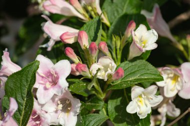 Bahar çiçeği Güney Almanya'da bir bikeway kırsal kırsal kesimde, parlak renkler
