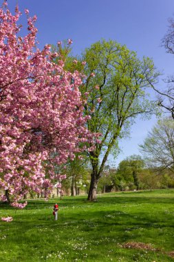 parktrees bahar mavi gökyüzü üzerinde renkli çiçeği