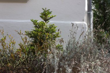 Kent Doğu ilkbahar Güney Almanya tarihi şehirde peyzaj